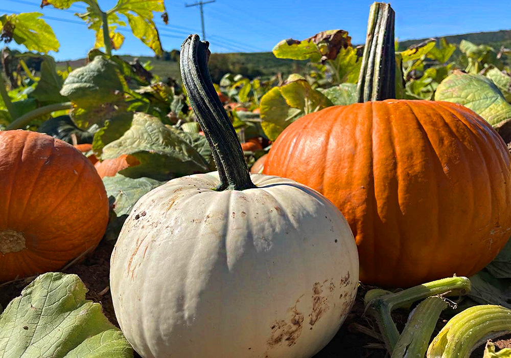 October is time for fall fun and Halloween excitement in Connecticut! Photo courtesy of Lyman Orchards.