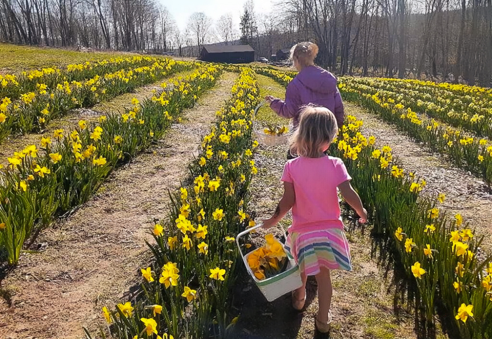 Find beautiful fields of flowers in Connecticut, with pick-your-own flowers and beautiful scenery! Photo courtesy of Halfinger Farms