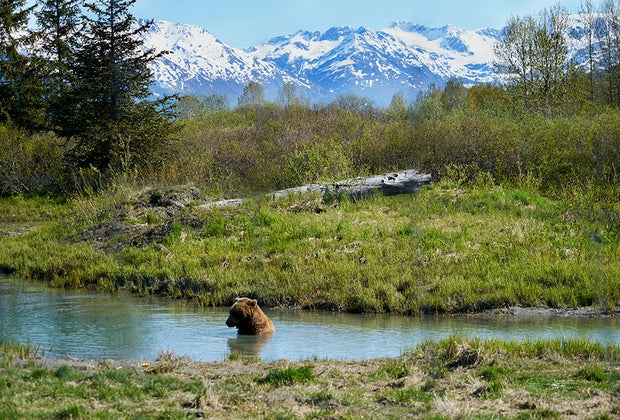 Bear and wilderness: Denali with Kids