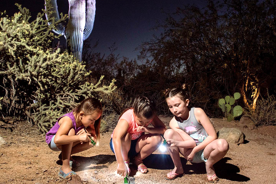 Things To Do in Phoenix: Desert Botanical Garden
