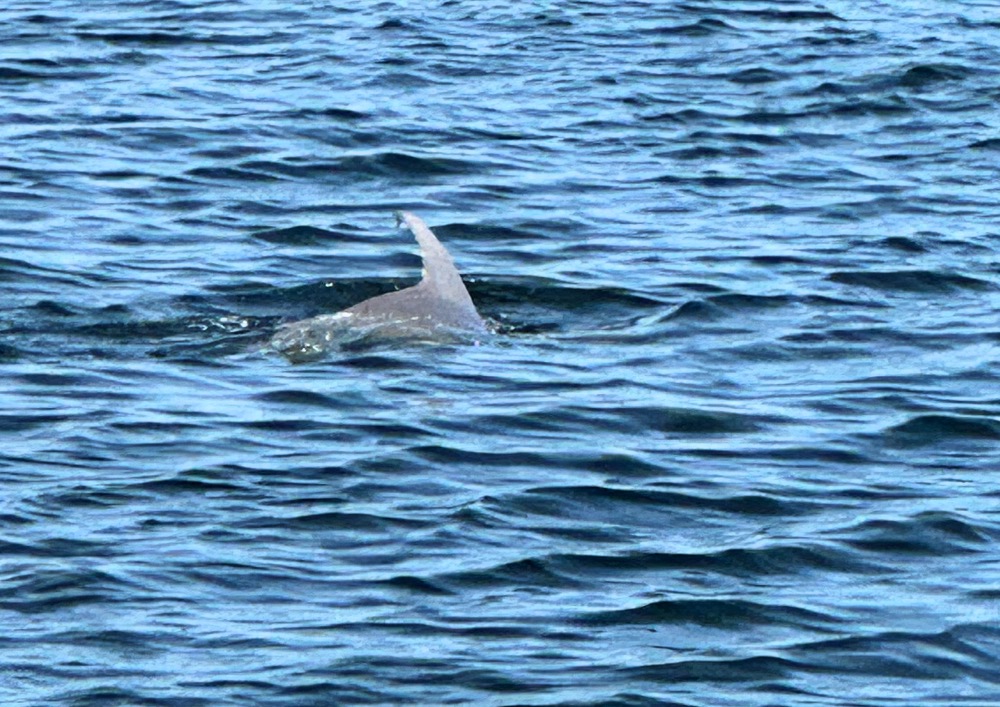 Look closely under the water to the right of the dolphin to see the outline of the three-week-old baby dolphin!