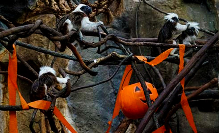 Franklin Park's animals join the Halloween fun at Zoo Howl. Photo courtesy of Zoonewengland.org