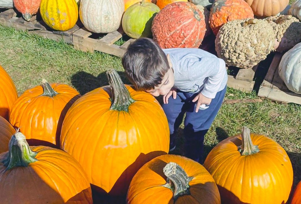 Pumpkin picking and corn mazes are October must-dos! Photo courtesy of Foster Farm