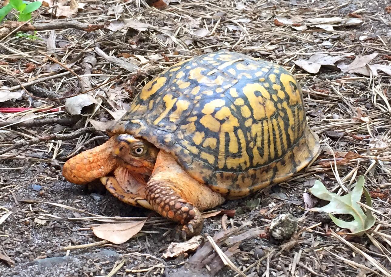 Learn about and meet the resident turtles during the World Turtle Day celebration at Quogue Wildlife Refuge. Photo courtesy of the refuge 
