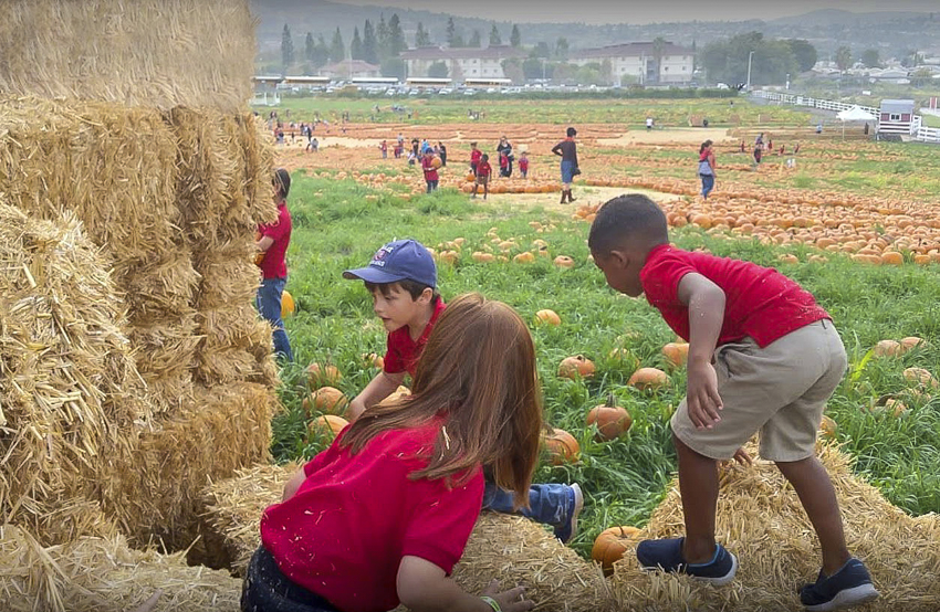 The Best Pumpkin Patches near Los Angeles: Cal Poly Pomona