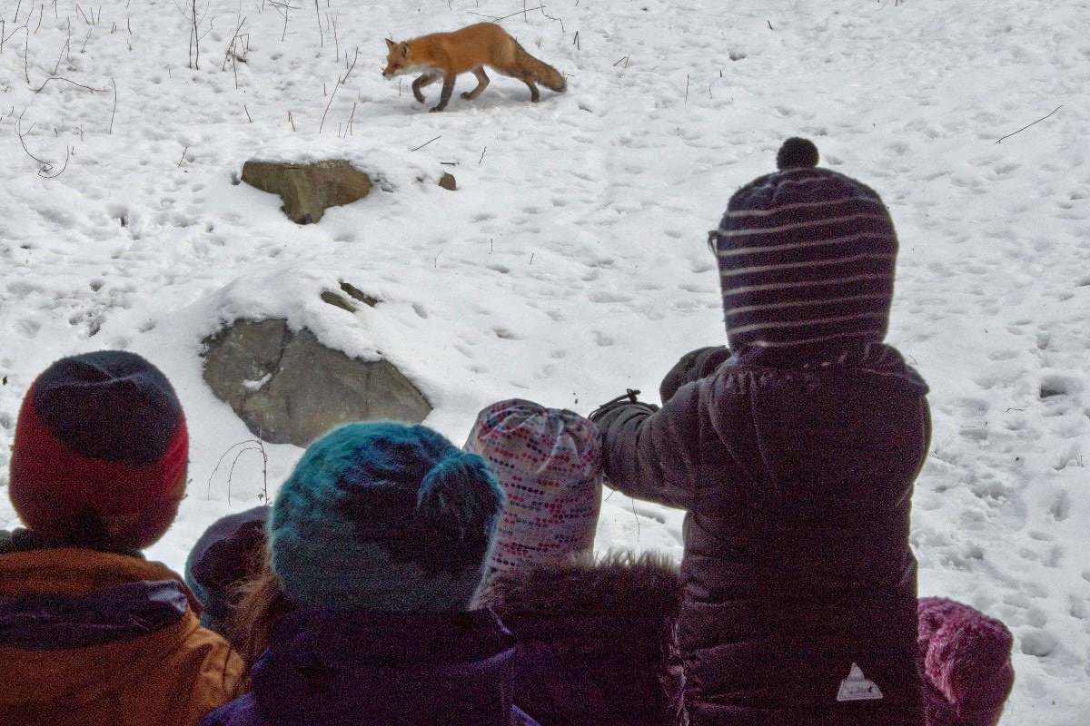 Spot some tracks (and maybe some animals) at the Family Animal Tracking Adventure. Photo courtesy of Blue Hills Trailside Museum