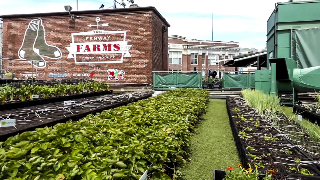Visiting Fenway Park with Kids: See Fenway Farms