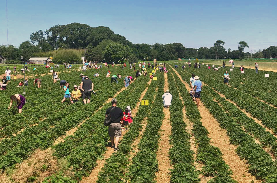 Image of people picking berries at one of the PYO Boston farms.