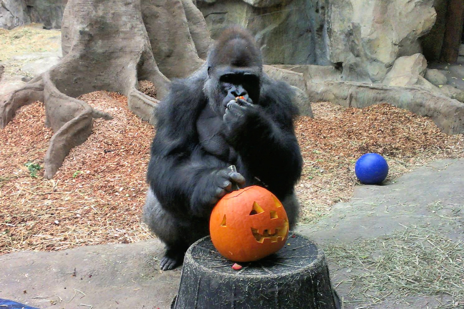 Okie the Gorilla gets in the Halloween spirit. Photo courtesy of Franklin Park Zoo