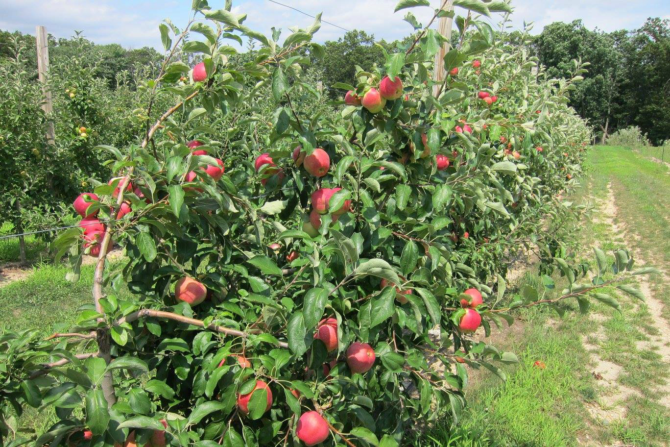Giamarese Farm offers apple picking from August through Columbus Day