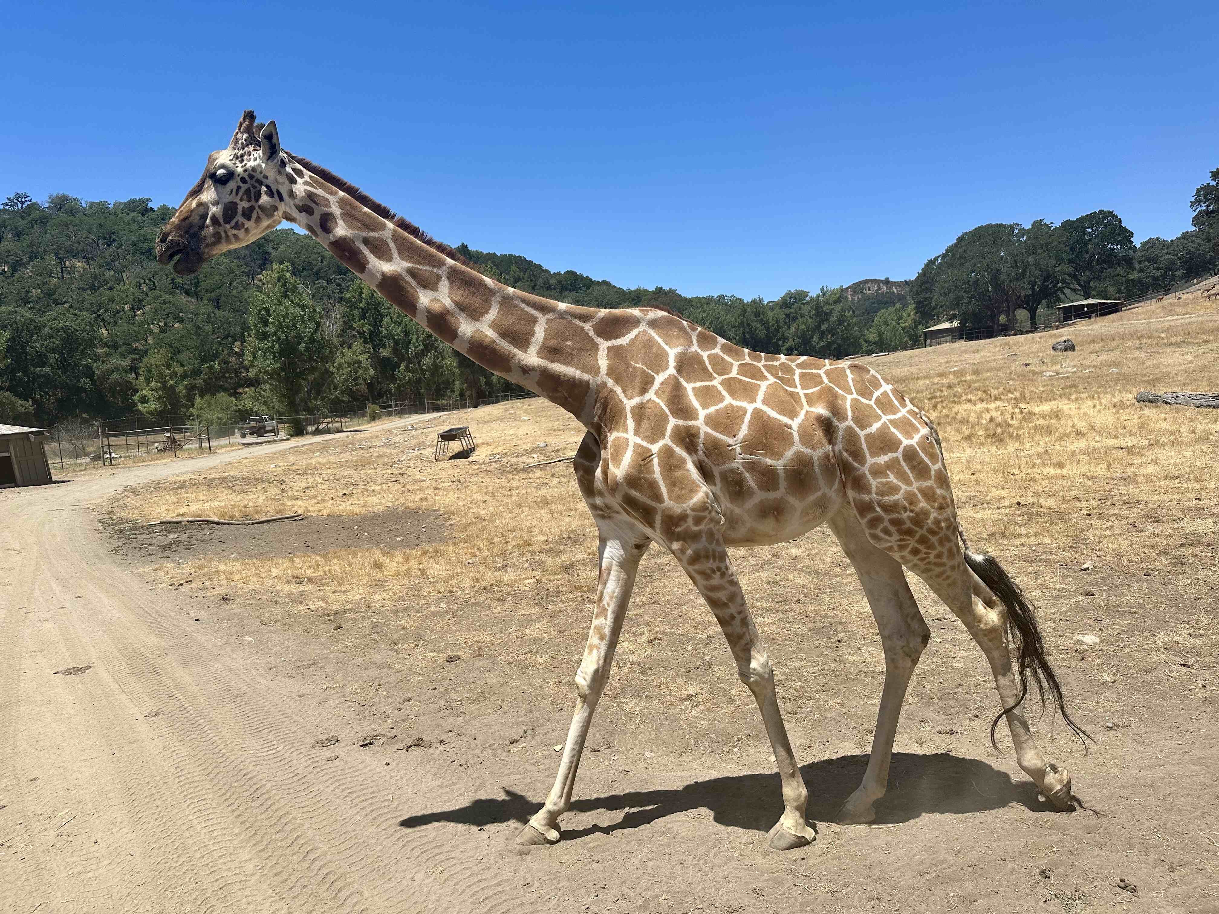 Safari West: Giraffes and other animals create a memorable Safari West experience.
