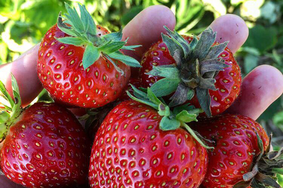 Fill your baskets with ripe strawberries at Glover Farms in Brookhaven. Photo courtesy of the farm