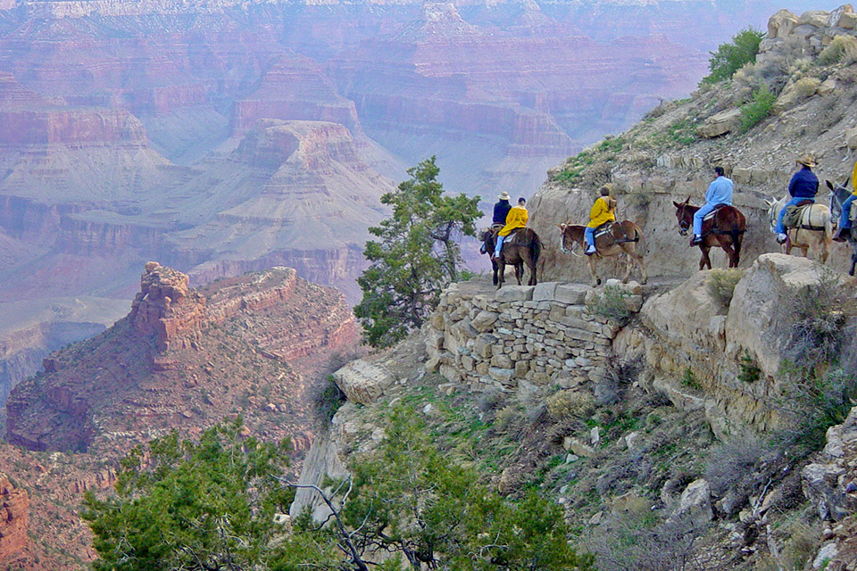 Grand canyon with kids ride a mule 