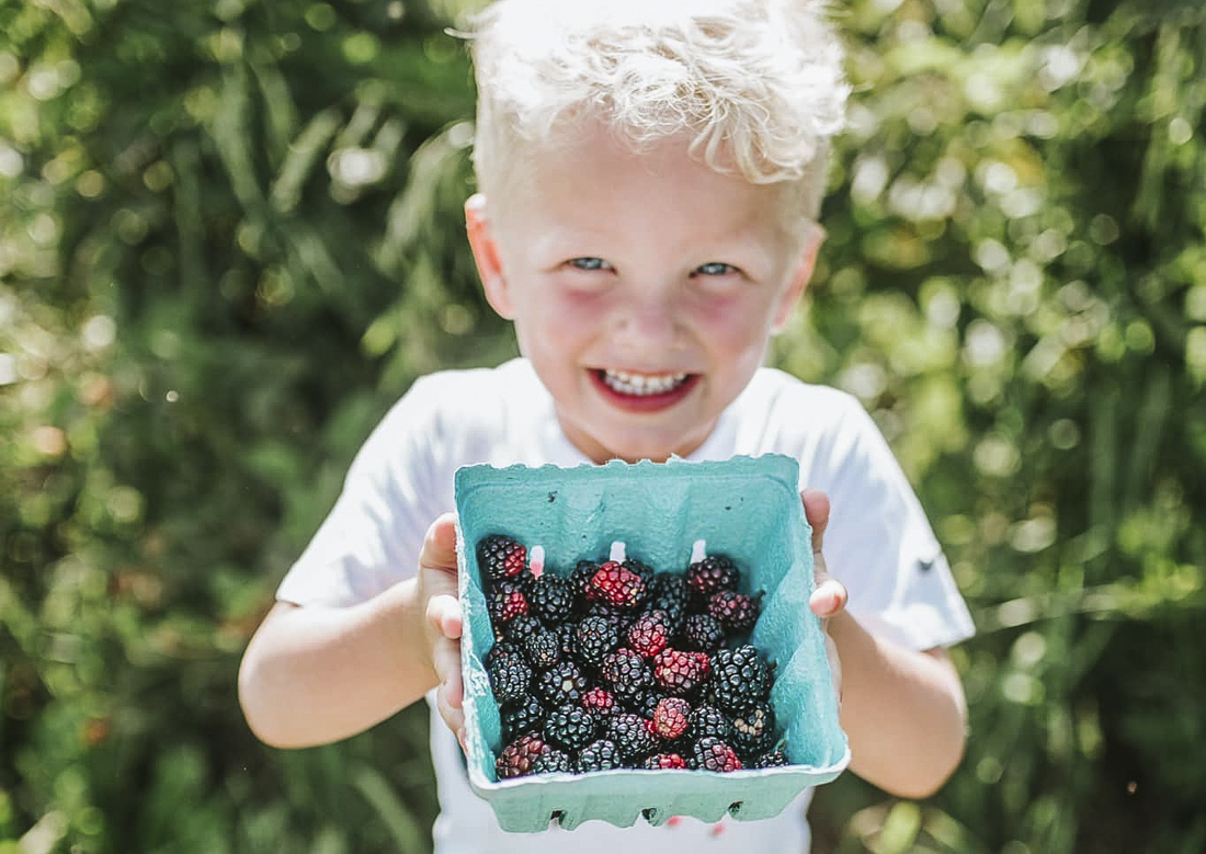 Blackberries and raspberries are ready for picking in the summer months. Photo courtesy of Great Country Farms
