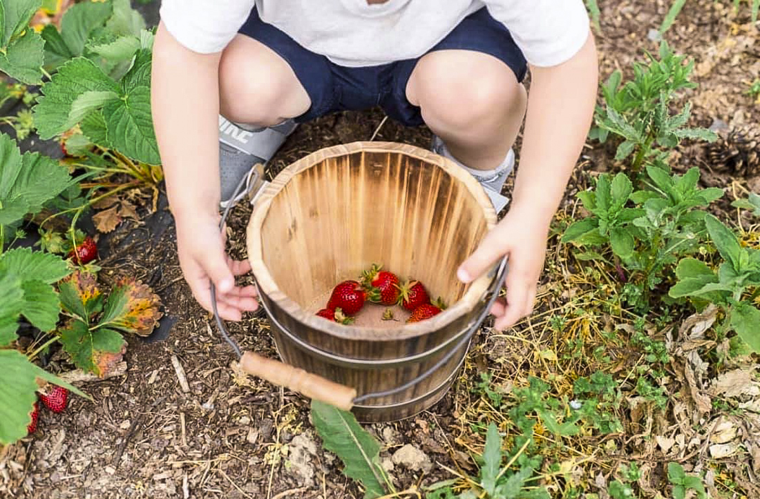Fill your bucket with the sweetest, freshest berries at area farms. Photo courtesy of Great Country Farms