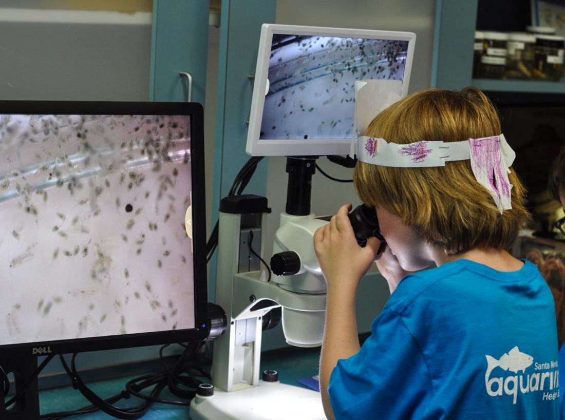 Free Admission for Kids at the Santa Monica Pier Aquarium