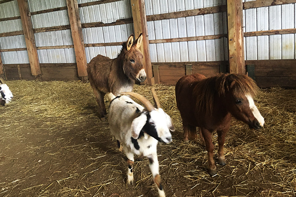 Holland Ridge Farms: Friendly farm animals