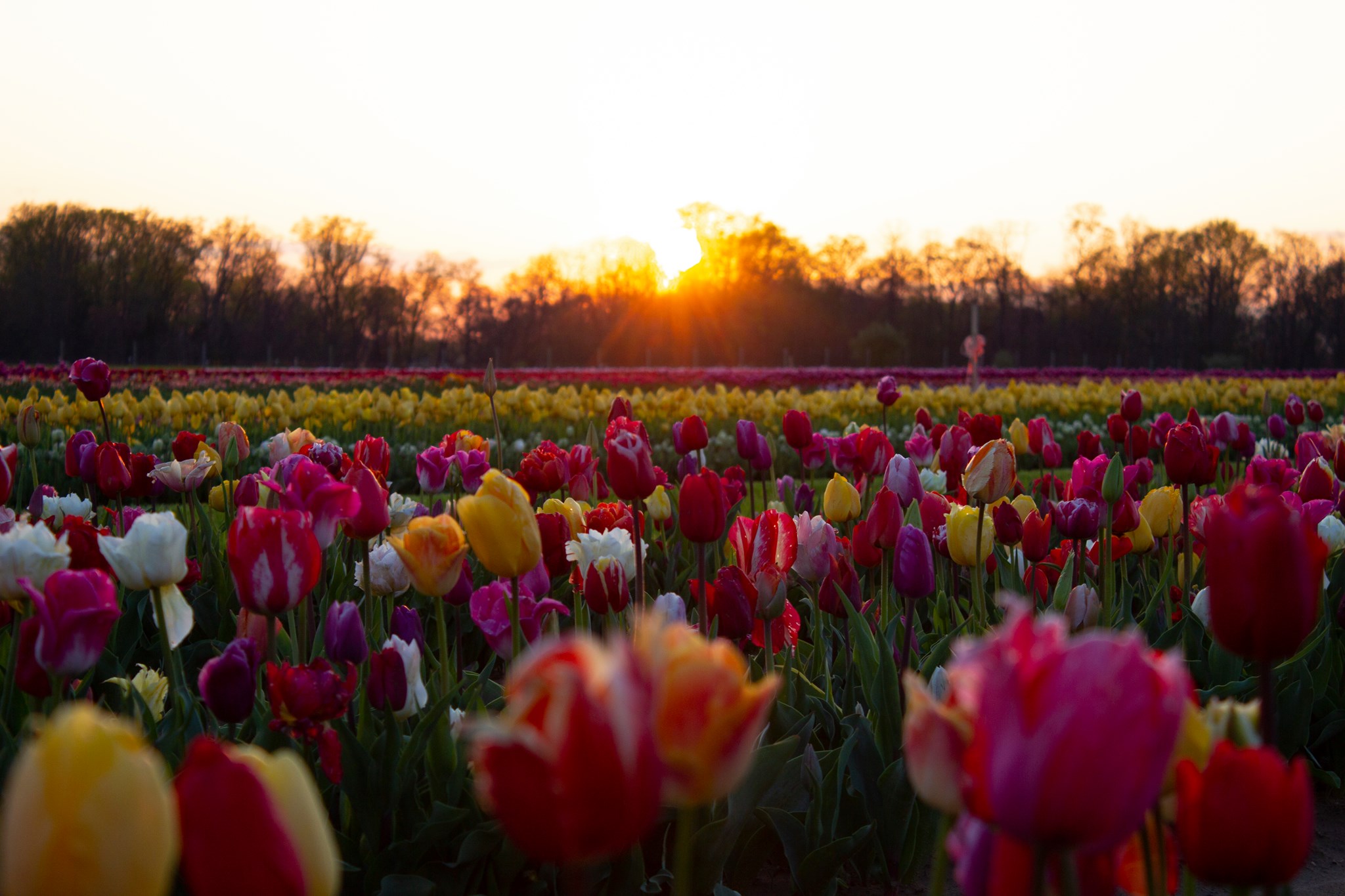 tulips in a filed Holland Ridge Farms