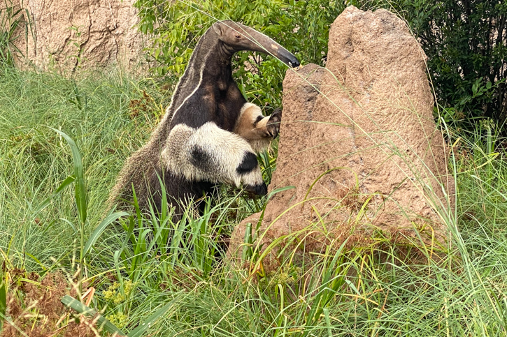 An anteater in the Houston Zoo's Pantanal exhibit.