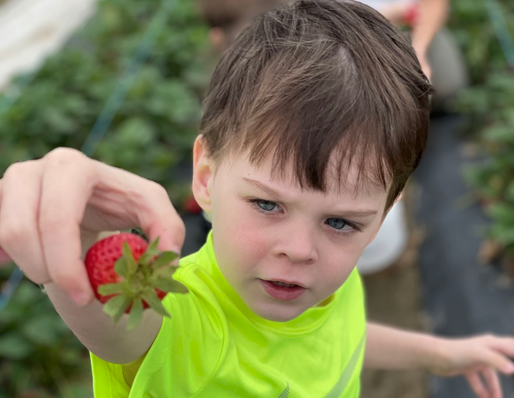Strawberry picking at Froberg's Farm. Photo by Jessica Stautberg