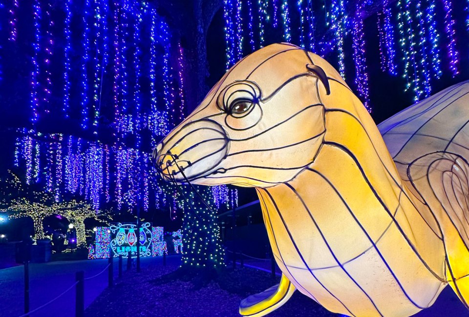 Enjoy the light show at the Houston Zoo before it closes for the season. Photo courtesy of the zoo