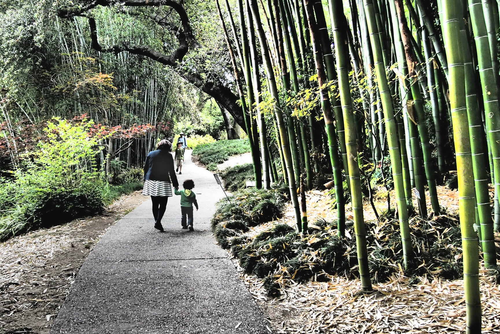 Free Museum Days in Los Angeles: The Huntington Gardens