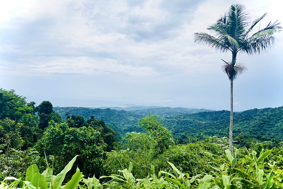 Embrace Tranquility at the Hyatt Regency Grand Reserve Puerto Rico: El Yunque National Forest