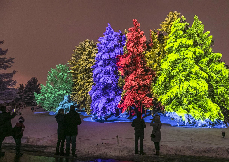 Illuminations: Tree Lights at the Morton Arboretum. Photo courtesy of the Arboretum 
