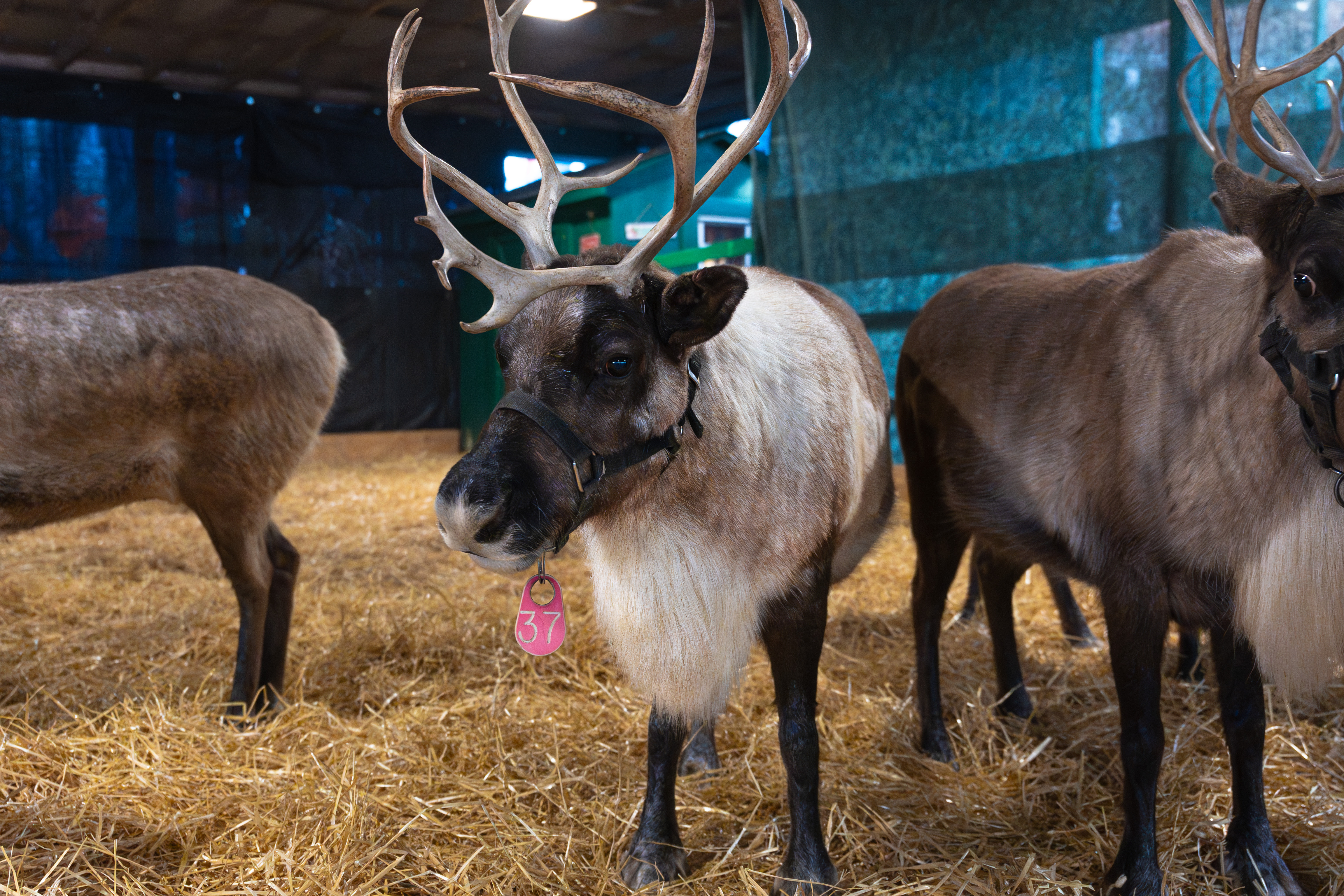 Fun Facts about Christmas: reindeer