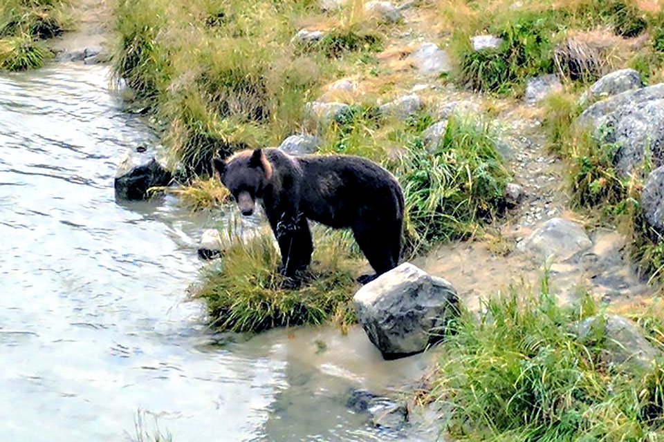 It will be impossible to visit Haines without seeing a bear (or many)!