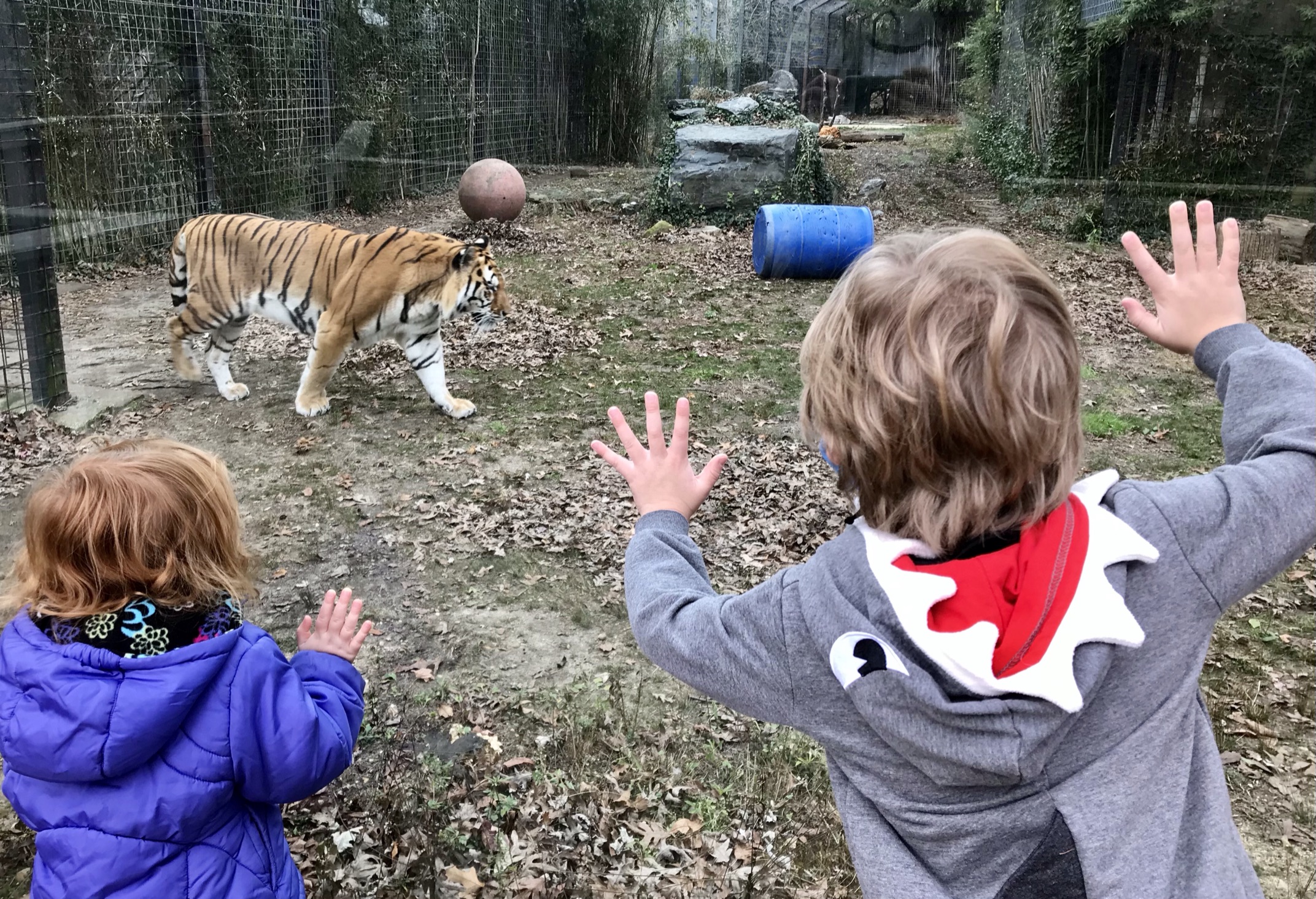 kids looking at tigers through glass