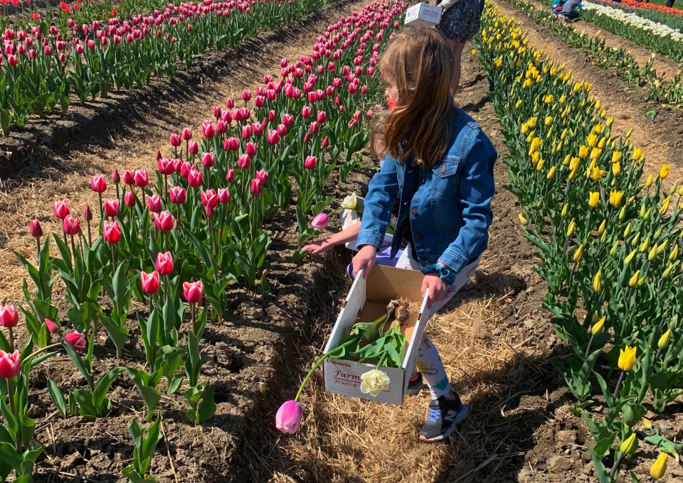 Image of tulips at Cider Hill Farm - Flower Farms Near Boston