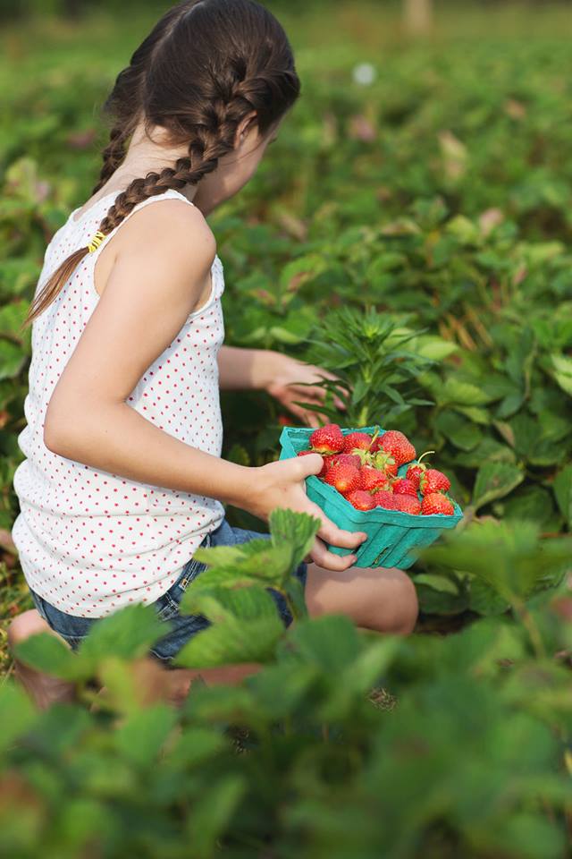 Johnson's Corner farms. girl with a basket of strawberries