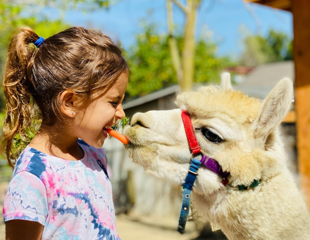 Visit the rescue animals at Kfar Saba Urban Farm. Photo by Limor Ness