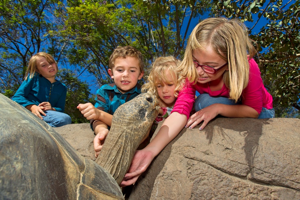 Kids can get up close and personal with a giant tortoise. Photo credit Jaimie Wells, San Diego Zoo