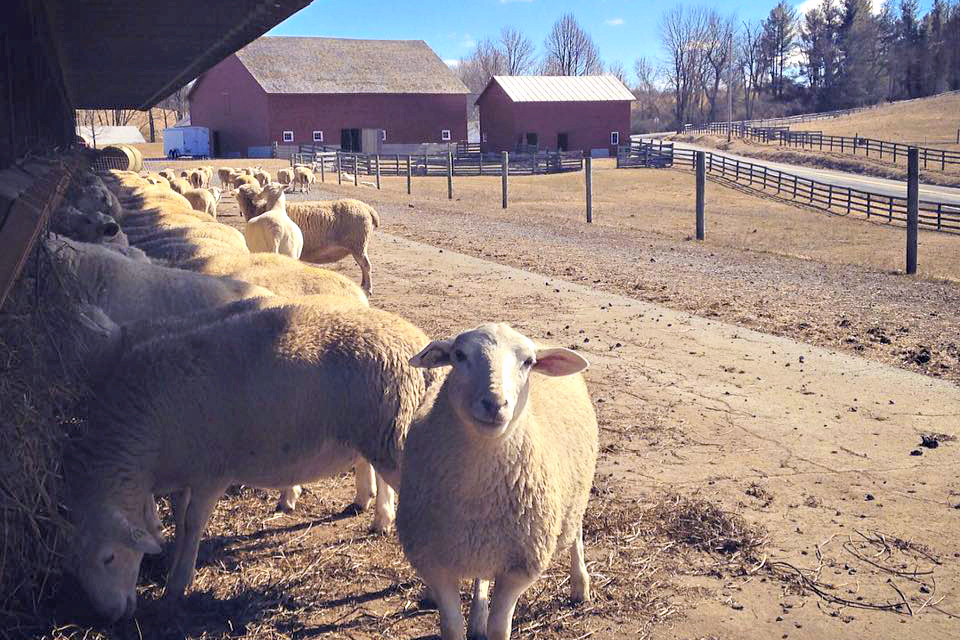 Farm stays near NYC: Kinderhook Farm