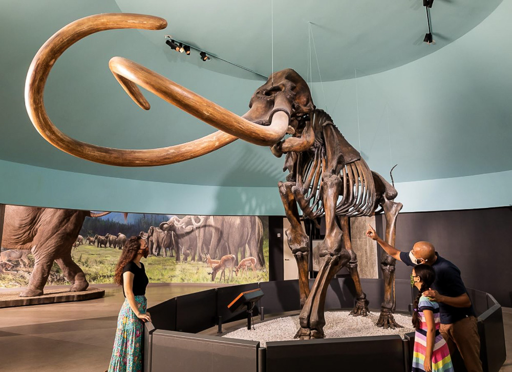 The La Brea Tar Pits and Page Museum: Skeletons on display