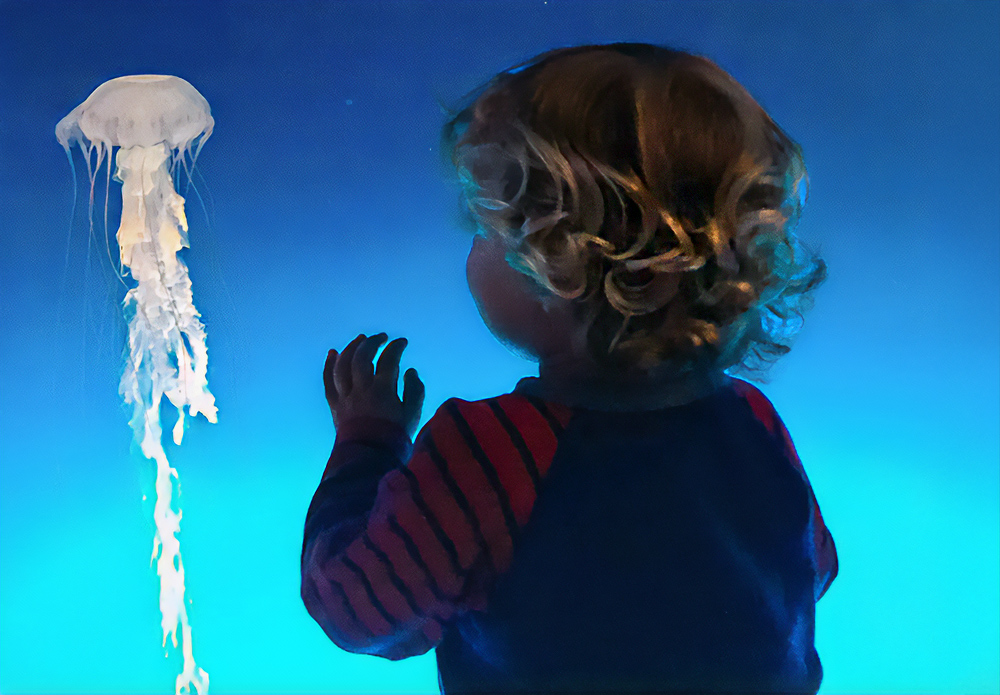 Kids will love admiring all the sea creatures at the Aquarium of the Pacific. Photo by Kylie Williams