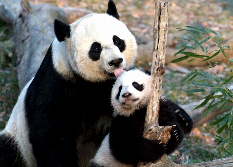 Giant pandas at the National Zoo