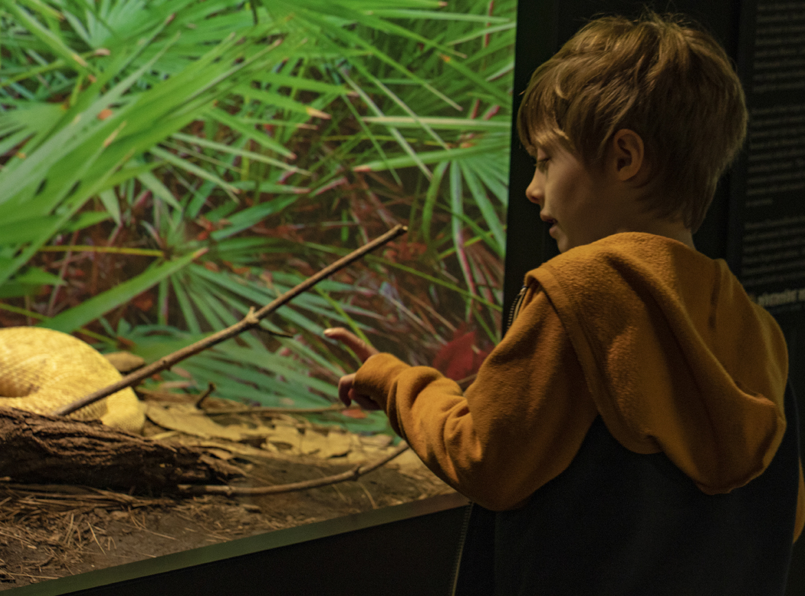 Look through the glass, or get up close and personal with snakes, reptiles, turtles and more at Connecticut's new living reptile museum. Photo courtesy of the Riverside Reptile Education Center