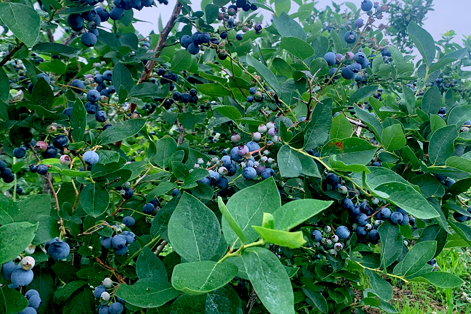 Lewin Farms blueberries