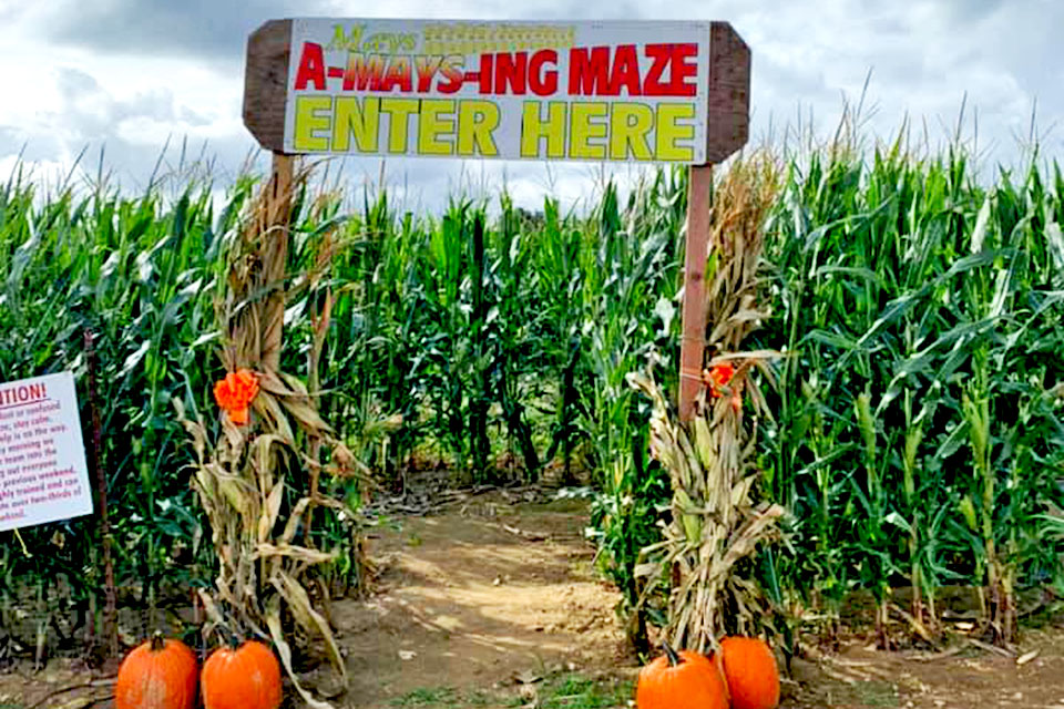 Corn maze near Long Island May's Farm