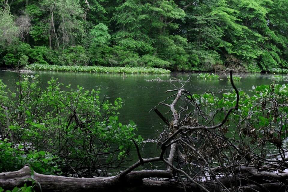 Toddler-friendly hiking trails on Long Island Mill Pond Preserve