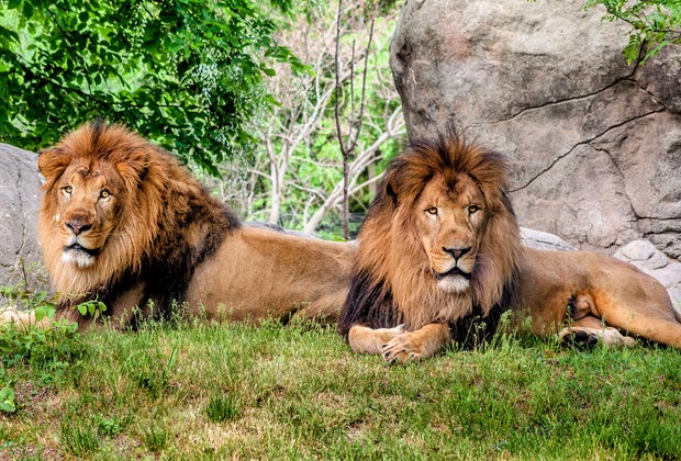 All hail the kings of the Kalahari Kingdom at the Franklin Park Zoo