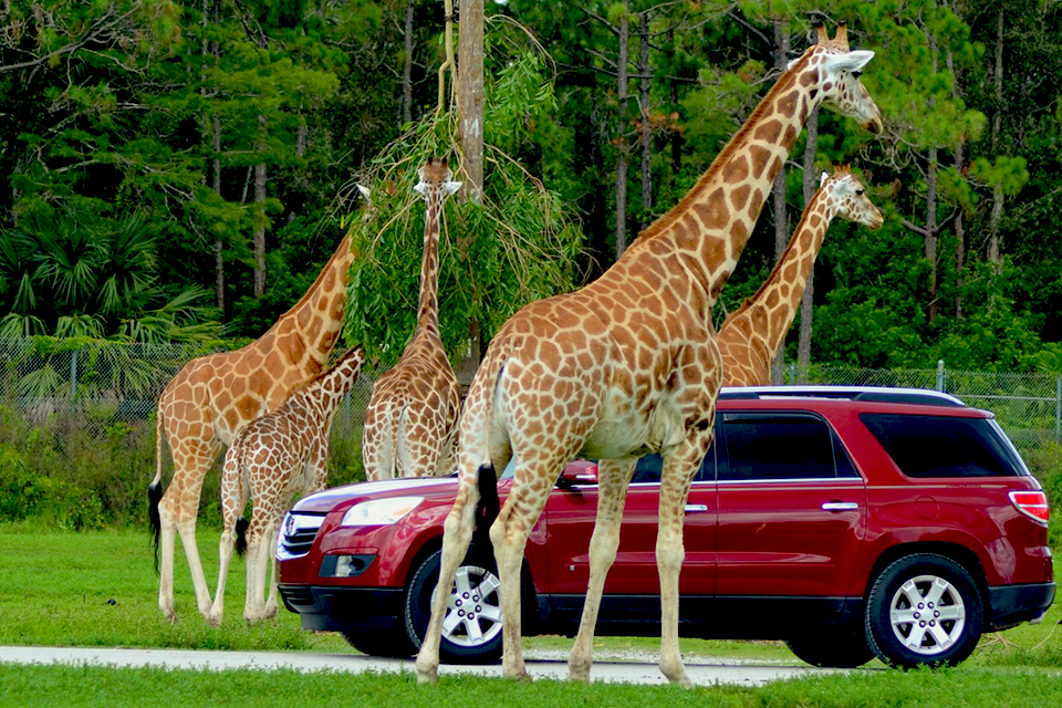 Spend the day on safari with over 1,000 animals at Lion Country Safari.