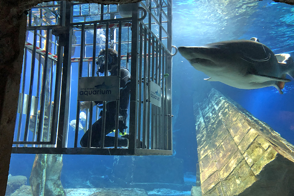 Animal encounters are easily one of the most fun and memorable parts of visiting the Long Island Aquarium.