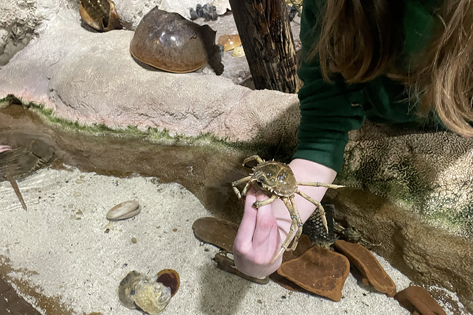 Swim with Sharks, Meet Penguins, and Other Animal Experiences at the Long Island Aquarium