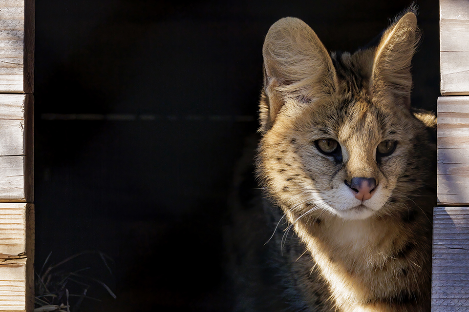 Long Island Game Farm: Serval Cat