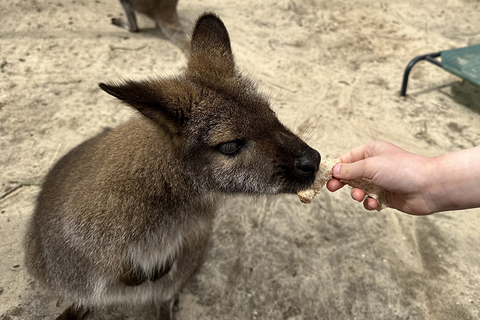 Long Island Game Farm: Feeding a wallaby