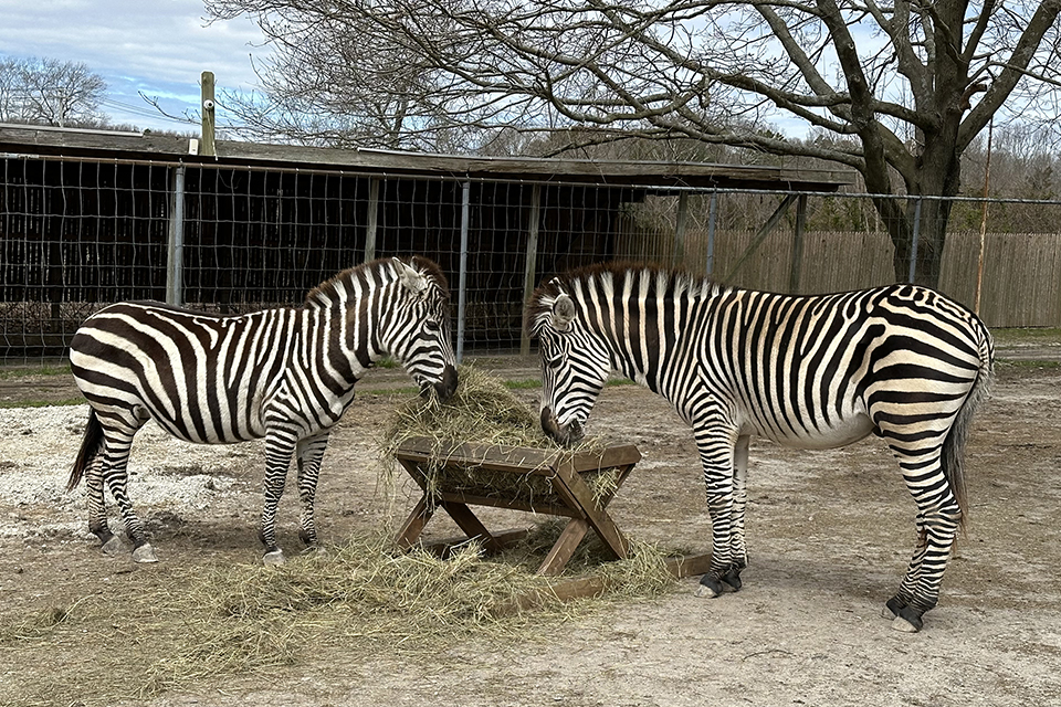 Long Island game farm: